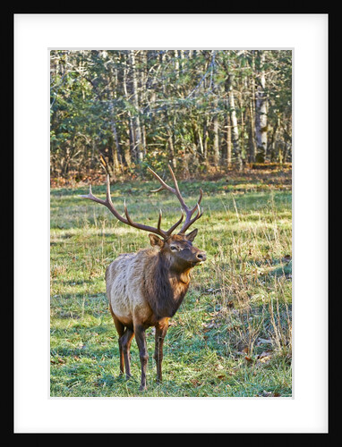 Elk of the Great Smoky Mountains by Anonymous