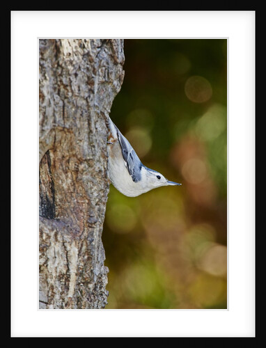 White-breasted Nuthatch by Anonymous