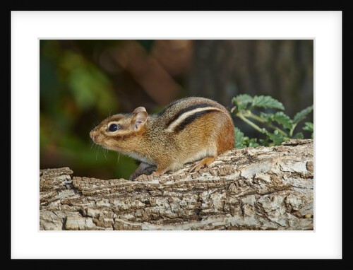 Eastern American chipmunk by Anonymous