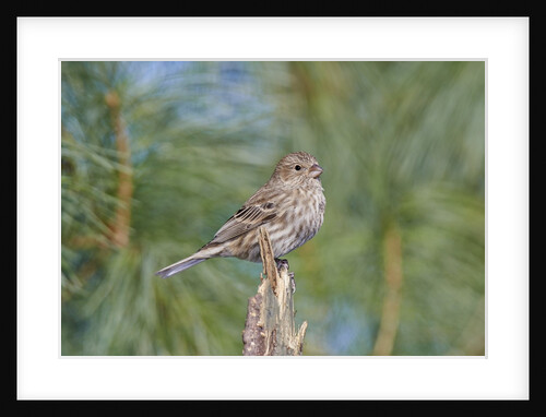 House Finch by Anonymous