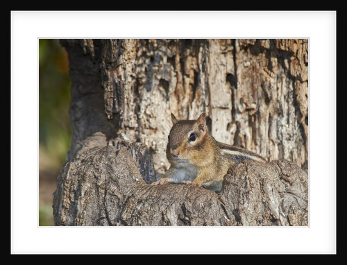 Eastern American chipmunk by Anonymous