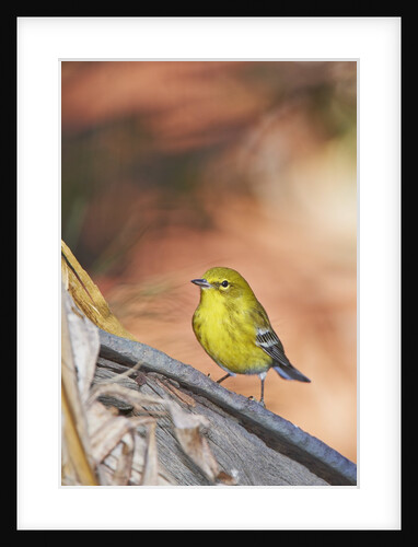 Pine Warbler by Anonymous