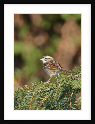 White-throated Sparrow by Anonymous