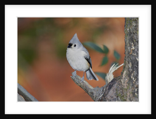 Tufted Titmouse by Anonymous