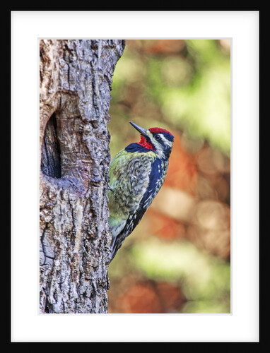 Yellow-beilled Sapsucker by Anonymous