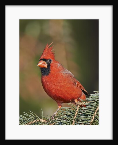 Northern Cardinal by Anonymous