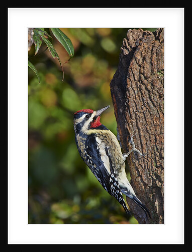 Yellow-beilled Sapsucker by Anonymous
