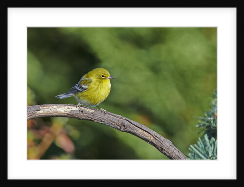 Pine Warbler by Anonymous