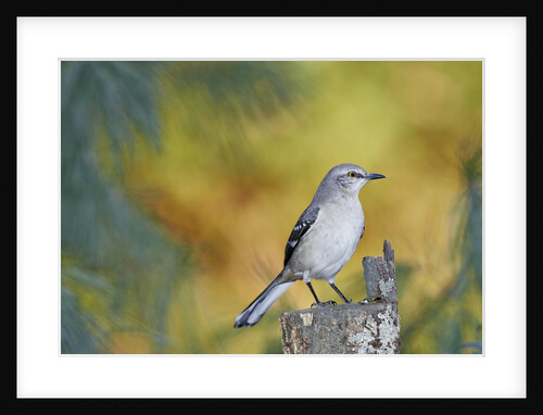 Northern Mockingbird by Anonymous