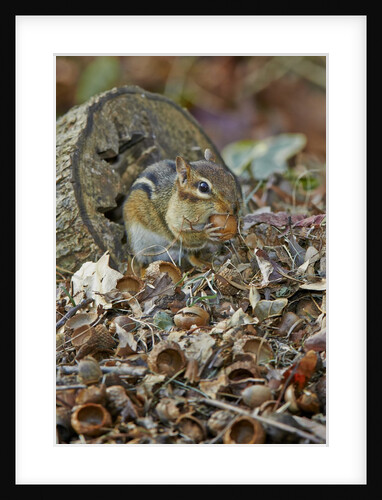 Eastern American chipmunk by Anonymous