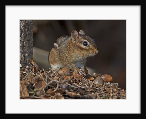 Eastern American chipmunk by Anonymous
