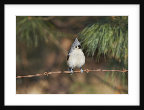 Tufted Titmouse by Anonymous