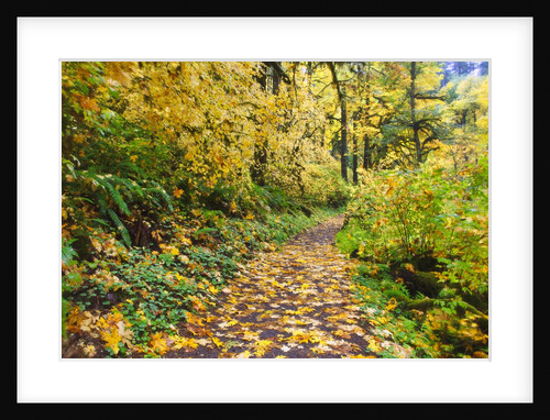 fall colors add beauty trail, Silver Falls State Park, Oregon by Anonymous