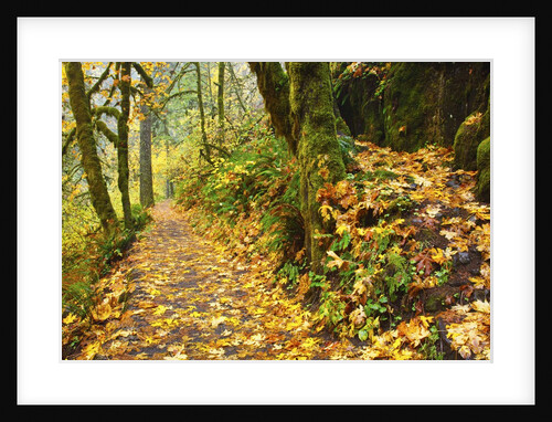 fall colors add beauty trail, Silver Falls State Park, Oregon by Anonymous