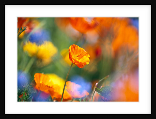 Close-up of wildflowers by Anonymous