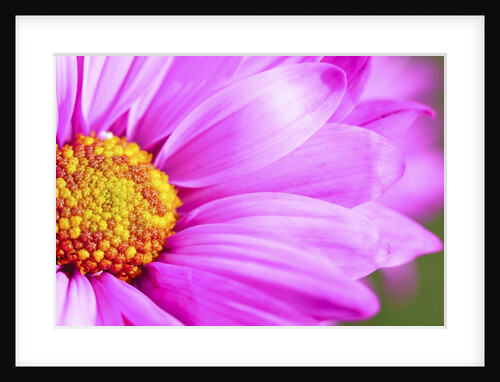 Close-up of wildflower by Anonymous