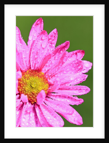 Close-up of wildflower with dew drops by Anonymous