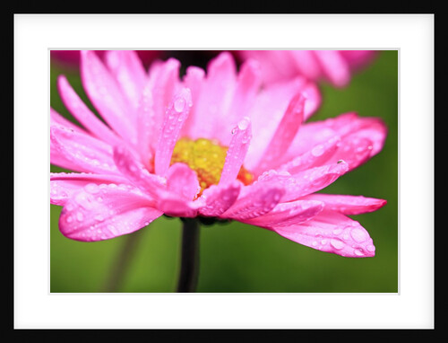 Close-up of wildflower with dew drops by Anonymous