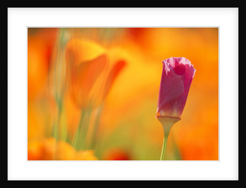 Close-up of wildflower by Anonymous
