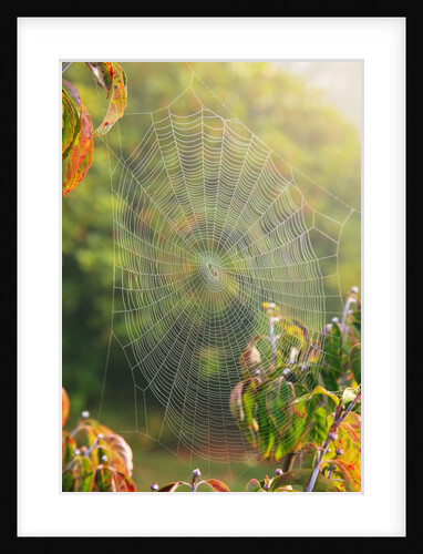 Spiderweb at sunrise by Anonymous