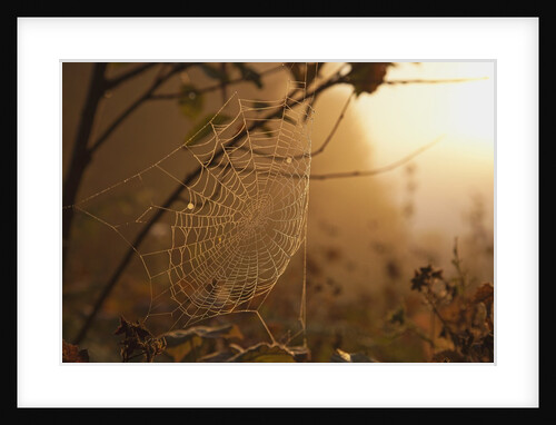Spiderweb at sunrise by Anonymous