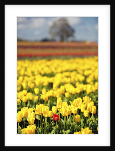 Yellow tulip field by Anonymous