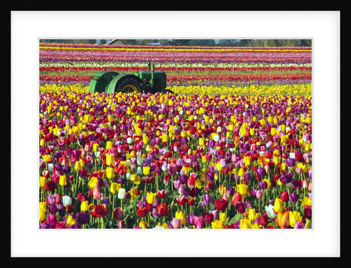 Colorful tulip farm by Anonymous