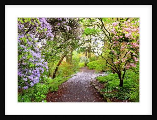 Spring flowers in Crystal Springs Rhododendron Garden, Portland, Oregon, USA by Anonymous