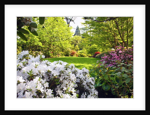 Spring flowers in Crystal Springs Rhododendron Garden, Portland, Oregon, USA by Anonymous