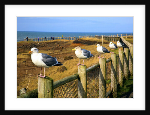 Seagulls at Boiler Bay, Oregon, USA by Anonymous