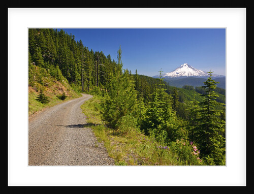 Mt. Hood from Mt. Hood National Forest. Oregon, USA by Anonymous