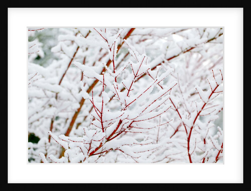 Snow on tree by Anonymous