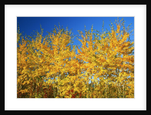 Trees in autumn colors by Anonymous
