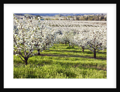 Blossoms in orchard by Anonymous