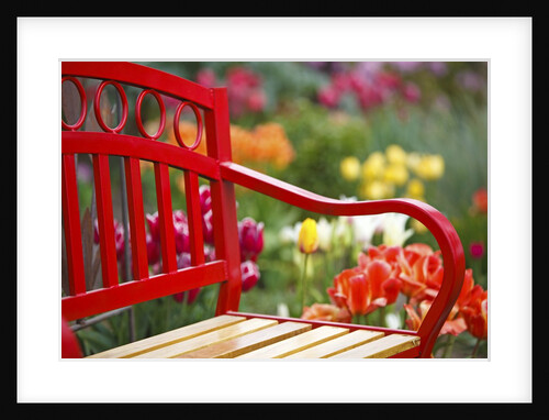 Chair in tulip field by Anonymous