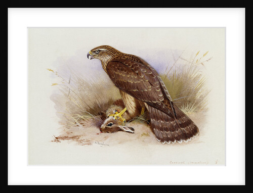 Goshawk by Archibald Thorburn