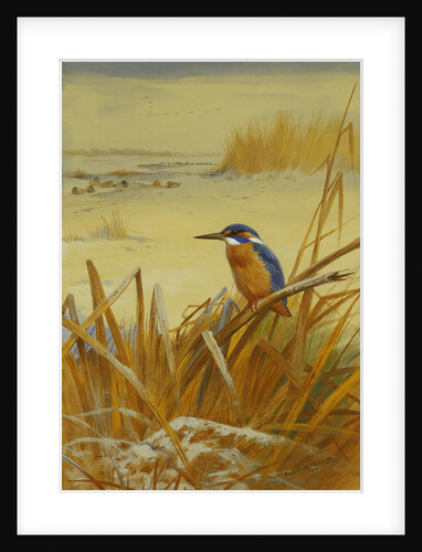 A Kingfisher Amongst Reeds in Winter by Archibald Thorburn