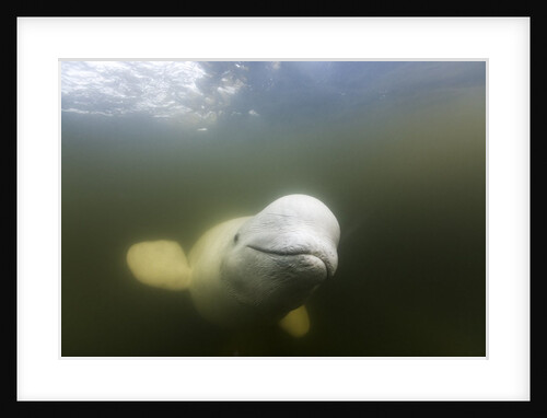 Beluga Whale, Hudson Bay, Canada by Anonymous