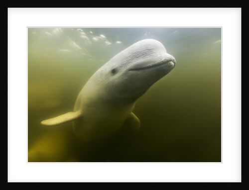 Beluga Whale, Hudson Bay, Canada by Anonymous