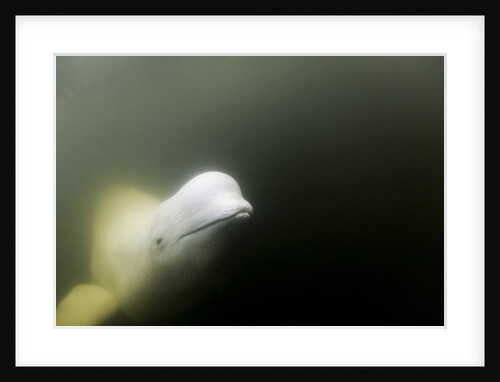 Beluga Whale, Hudson Bay, Canada by Anonymous