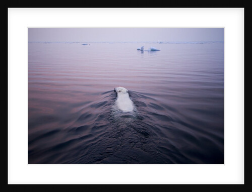 Polar Bear, Hudson Bay, Canada by Anonymous
