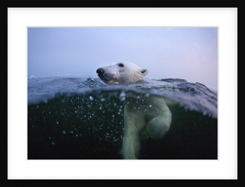 Polar Bear, Hudson Bay, Canada by Anonymous