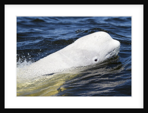 Beluga Whale, Hudson Bay, Canada by Anonymous