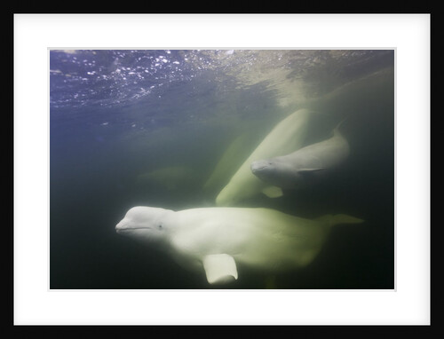 Beluga Whale, Hudson Bay, Canada by Anonymous