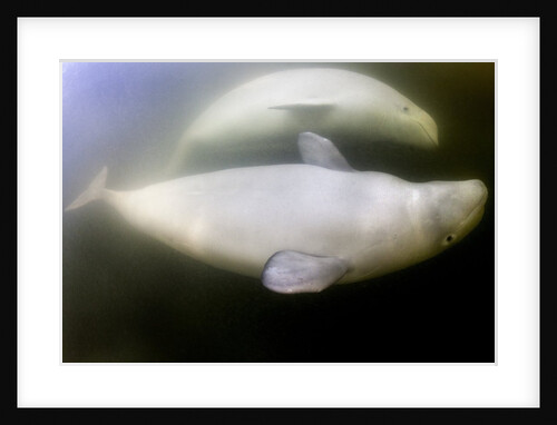 Beluga Whale, Hudson Bay, Canada by Anonymous