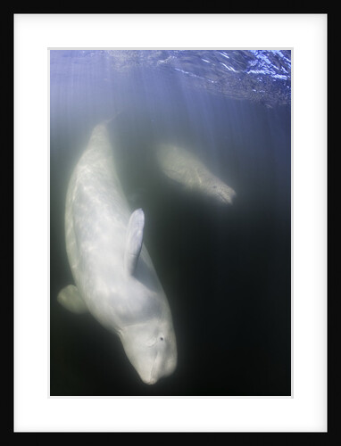 Beluga Whale, Hudson Bay, Canada by Anonymous