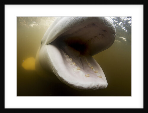 Beluga Whale, Hudson Bay, Canada by Anonymous