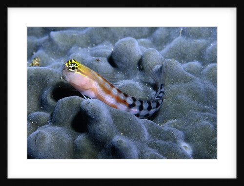Comical Blenny by Anonymous