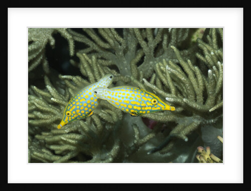Pair of Longnose Filefish by Anonymous