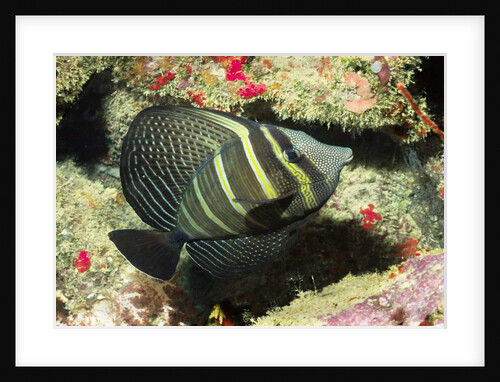 Pacific Sailfin Tang by Anonymous